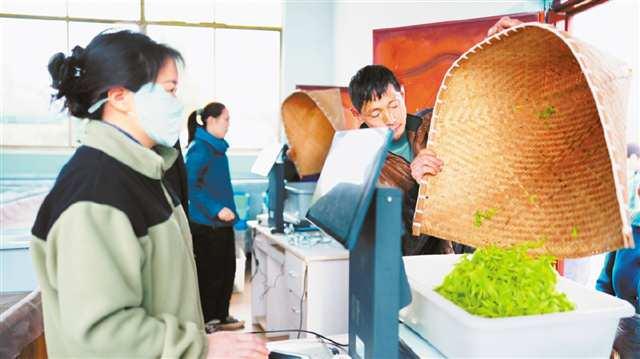 AI机器人收茶叶，1台机器做了3个人的事